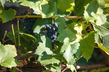 grapes on vine