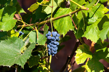 grapes on vine