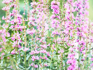 Obraz premium Nature background with spring flowers. Selective and soft focus. Close up.