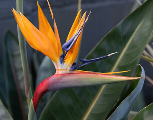 Fototapeta premium bird of paradise flower