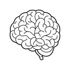 Detailed Brain Vector Graphic, Brain Anatomy Vector Illustration.