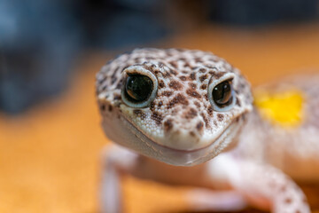 ヒョウモントカゲモドキ