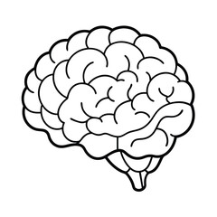Detailed Brain Vector Graphic, Brain Anatomy Vector Illustration.