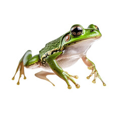 Fototapeta premium Close-Up of a Vibrant Green Tree Frog with Detailed Texture and Bright Eyes on a Background