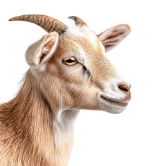 Fototapeta premium Close-Up Portrait of a Smiling Goat with White and Brown Fur Isolated on Background