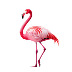 Elegant Pink Flamingo Standing Gracefully on One Leg Isolated on Background