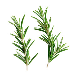 Fototapeta premium Fresh Green Rosemary Sprigs Isolated on Background - Aromatic Herb for Cooking and Garnishing