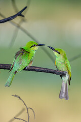Green bee eater 