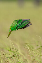 Parrot 