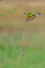 Bee eater 