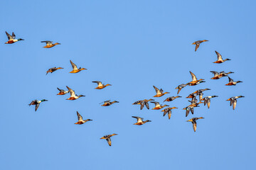 flock of birds northern showeler 