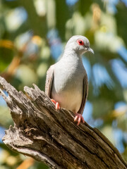 Diamond Dove - Geopelia cuneata in Australia