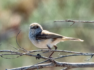 Inland Thornbill - Acanthiza apicalis in Australia