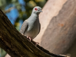 Diamond Dove - Geopelia cuneata in Australia