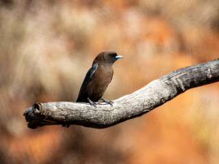 Little Woodswallow - Artamus minor in Australia