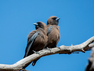 Little Woodswallow - Artamus minor in Australia