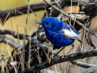 White-winged Fairywren - Malurus leucopterus in Australia