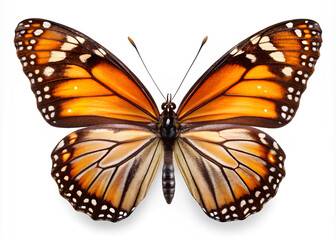 Obraz premium Butterfly insect animal on isolated white background, Clipping path