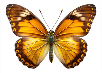 Fototapeta premium Butterfly insect animal on isolated white background, Clipping path