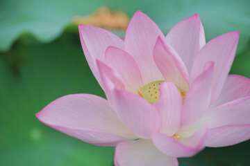 日本の夏　横浜の日本庭園の蓮の花　7月　8月