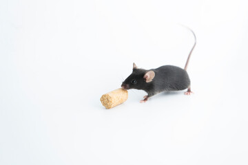 Small laboratory black mouse on white background