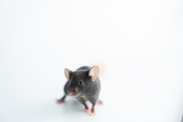 Small laboratory black mouse on white background