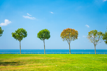 Row of small trees on green lawn on the city embankment with the sea and clear blue sky in background. Minimalistic summer landscape. Istanbul, Kadikoy Moda Sahil park