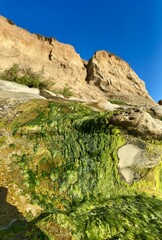 Close-up of green algae on seaside bluffs in Carlsbad, California, highlighting the natural coastal...