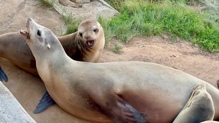 Fototapeta premium Sea lions on sandy La Jolla beach, one barking, capturing the lively marine life of California�s coast.