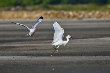 black headed gull