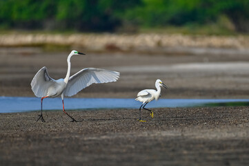 Egret on the beach