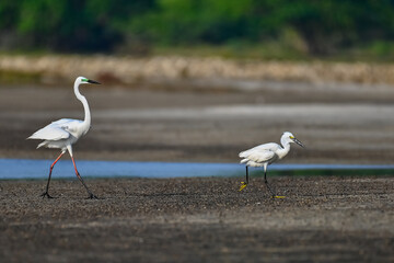 Egret on the beach