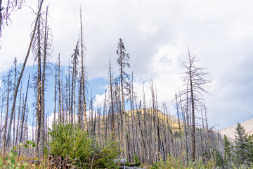 Burnt trees after devastating forest wildfire