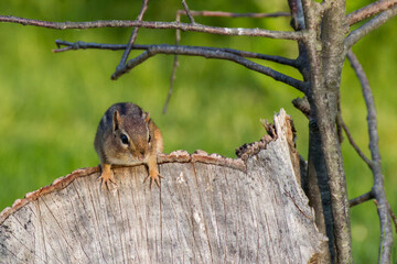 Chipmunk on Log