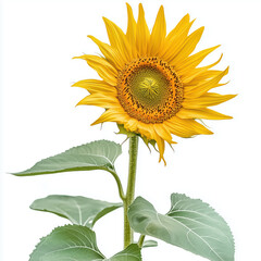 Sunflower isolated on white background.