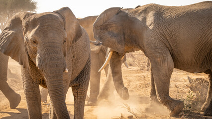 Elephants of Southern Africa, Namibia
