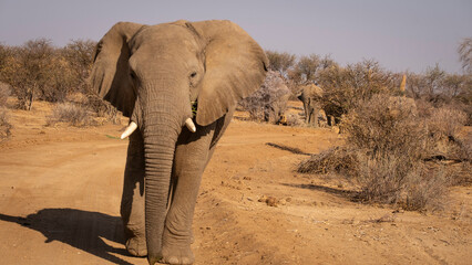 Elephants of Southern Africa, Namibia