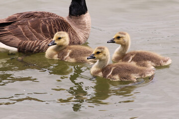 Canada Gosling Triplets with Mom
