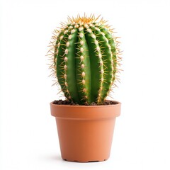 Thimble Cactus isolated on white background
