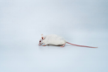white  laboratory mice on white background