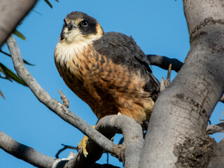 Stunning native bird found in open areas across much of Australia.