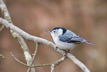 White-breasted Nuthatch on Stick