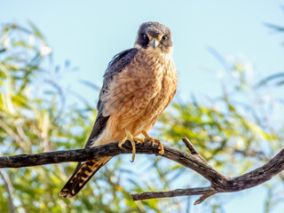 Stunning native bird found in open areas across much of Australia.