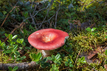 Russula melliolens mushroom in the nature. 