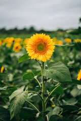 Sunflower in focus with a blurred green field behind