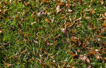A carpet of Autumn leaves on the grass