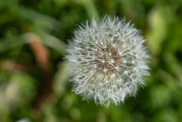 Fototapeta premium a Seed head of a dandelion on a lawn