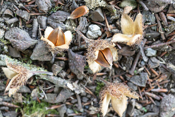 The fruit of a red beech tree in autumn