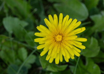 A dandelion in full bloom in summer