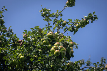 A crop of apples ready for harvest in Autumn